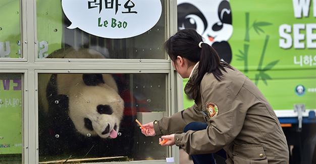 Chinese pandas given by President Xi arrive in S. Korea