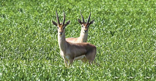 New production station to save rare gazelles from extinction