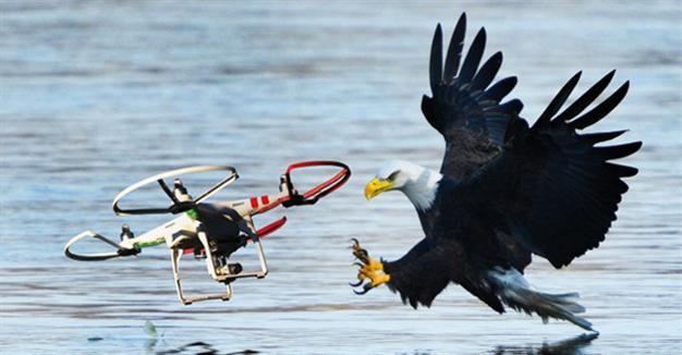 Turkey plans to use eagles against drone threat to civil aviation