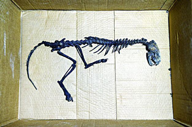Animal skeleton found in mosque in Turkeys east