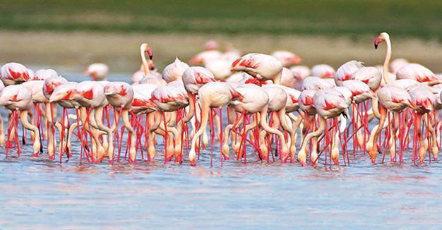 Number of flamingo chicks on rise in İzmir
