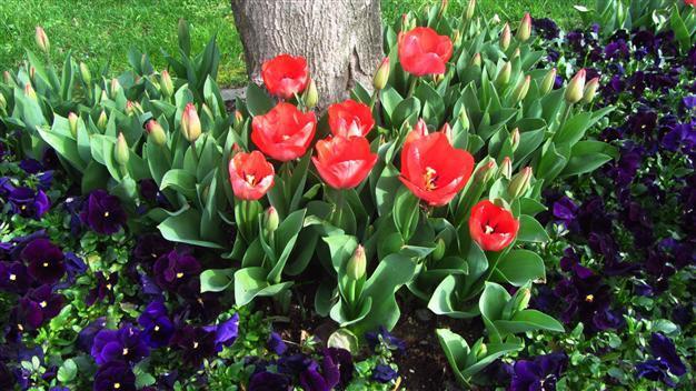 Istanbul municipality pours iced water on early-flowering tulips before festival