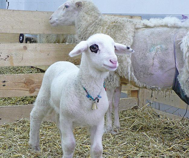 Turkish legislative panel adopts protocol banning human cloning