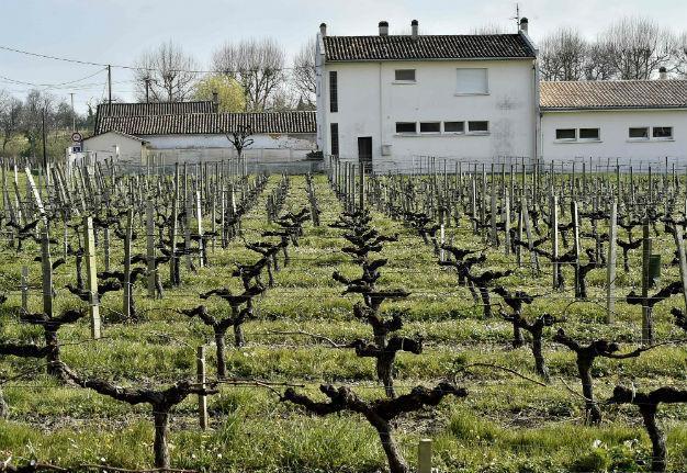 France loses out to Italy as world’s top wine producer