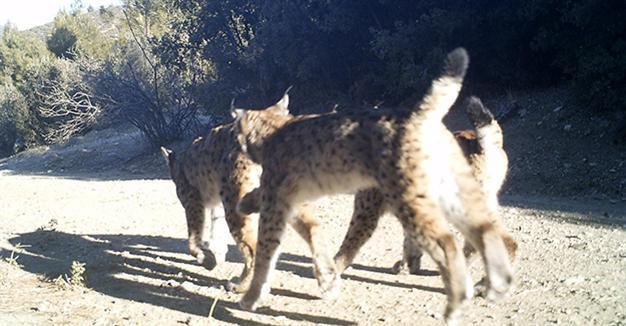 Motion-triggered cameras observe wild life