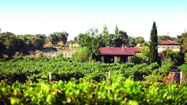 Urla Wine Route perks up as vineyards unite