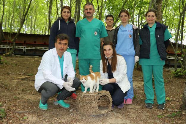 Five-star ‘cat town’ in Turkeys north