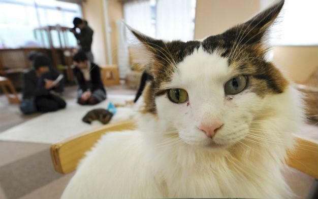 Cats at Japans cat cafes now allowed to stay up till 10