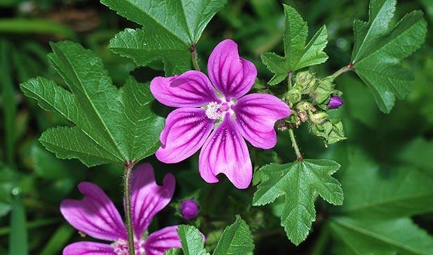 Marvelous malva
