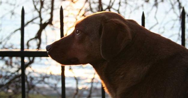 Statue of famous dog killed by hit-and-run driver to be built in Istanbul