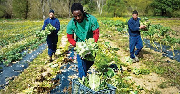 Agriculture key to addressing conflict, climate change risks