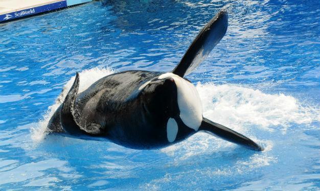 SeaWorld to stop breeding killer whales
