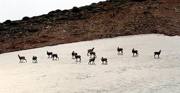 Rare goat spotted in eastern Turkey