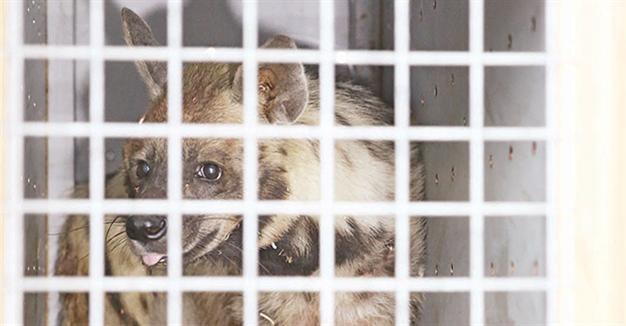 Darıca Zoo celebrates new arrival