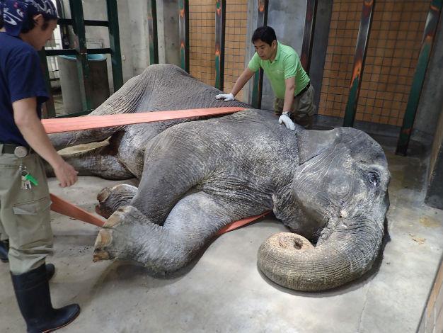 Most beloved elephant in Japan dies, aged 69
