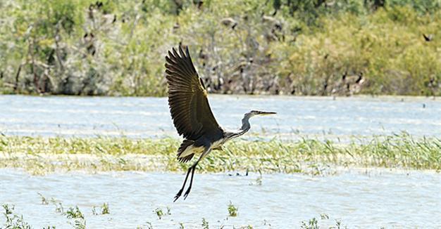 Photographers flock to Nallıhan Bird Paradise