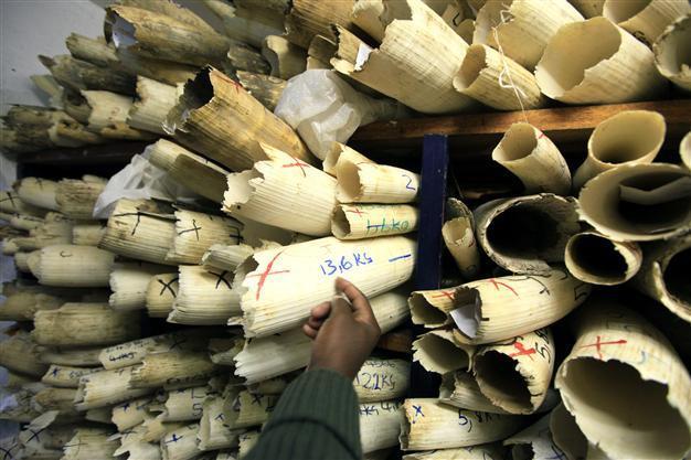 Illegal poaching, logging and mining ‘worth up to $258 billion’