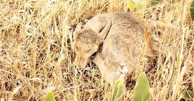 Şanlıurfa welcomes baby gazelles