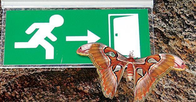 World’s largest butterfly amazes in Konya