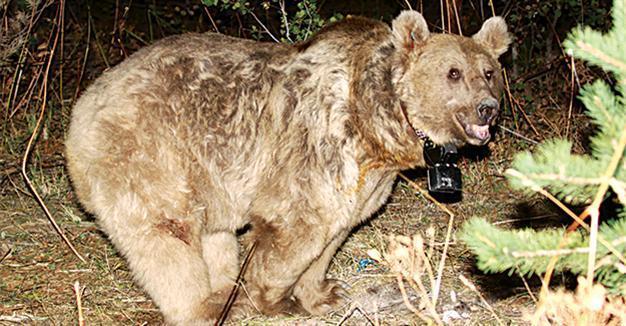 World’s first migrant bears in Turkey’s Sarıkamış