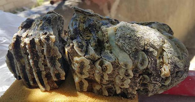 Mammoth fossil found in Turkeys Konya