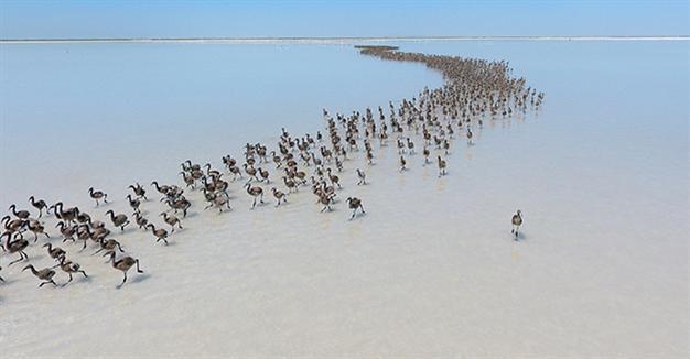 Lake in Central Anataolia becomes incubator for flamingos once again