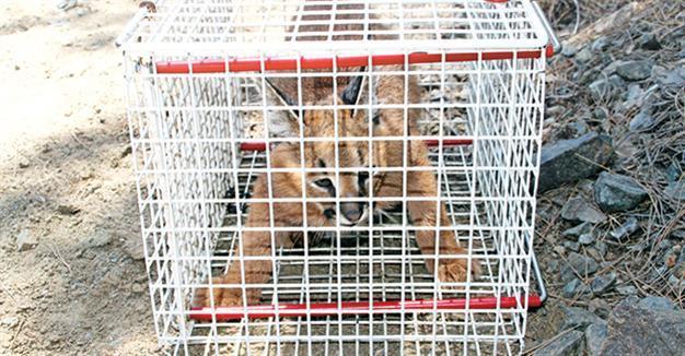 Caracal set free after treatment in Turkeys west