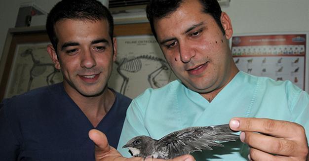 Local vet treats animals after massive Antalya fire