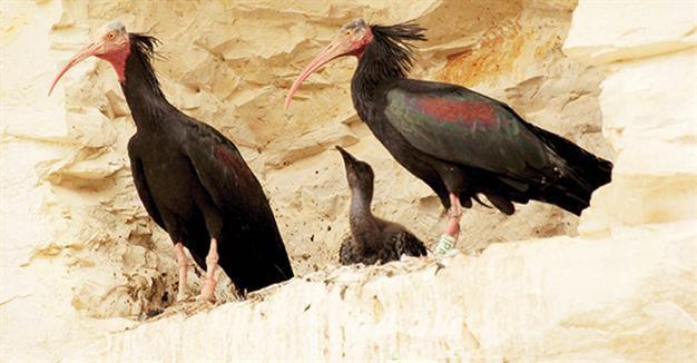 Bald ibises prevented from migrating