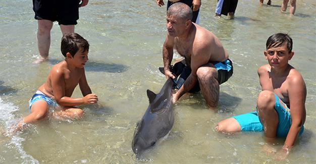 Injured baby dolphin ‘seeks help’ from Turkish beachgoers