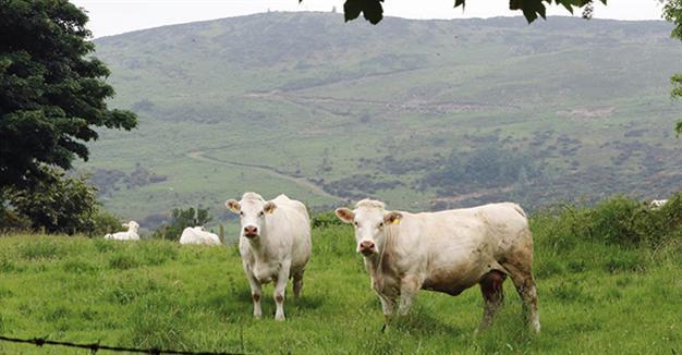 Turkey opens huge tender to import 100,000 heads of cattle