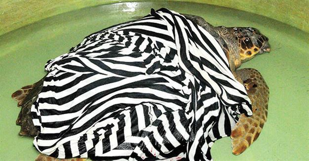 Wounded caretta carettas receive treatment in Turkeys Çanakkale