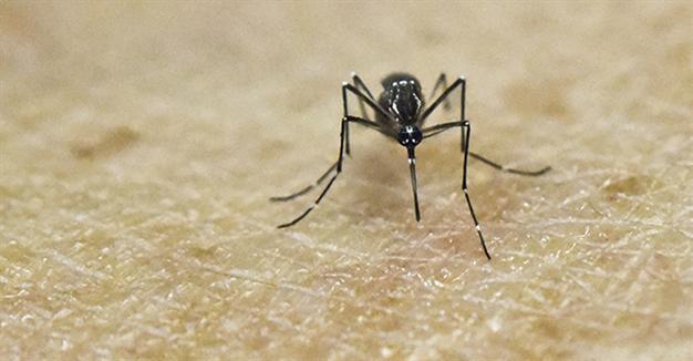 WHO warns of risk of marked increase in Zika cases