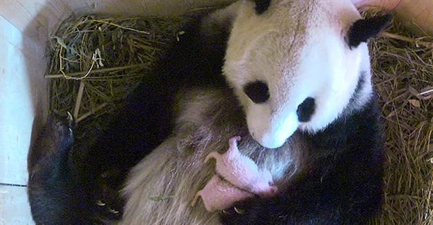 Giant panda produces twins at Vienna Zoo