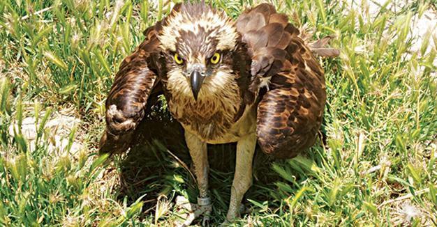 Rare eagle from Finland shot in Turkey