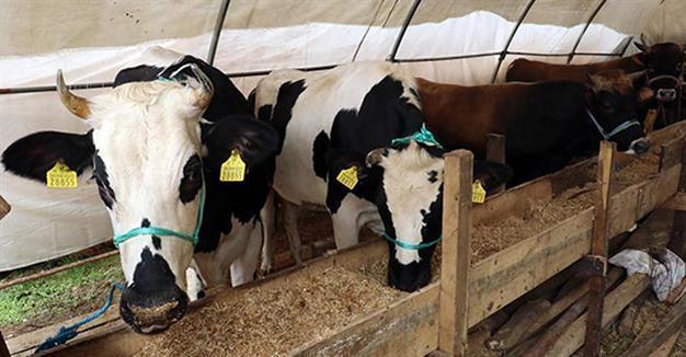Turkey to import 5 tons of frozen meat from EU