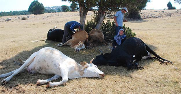 Support pours in for devastated elderly couple whose cows were struck by lightning in Turkey