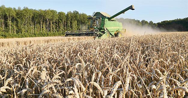 Staple food prices rise 7 percent in August, says UN’s FAO
