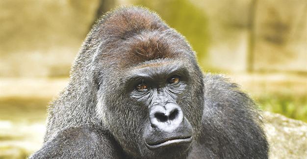 Criminal charges possible in killing of gorilla