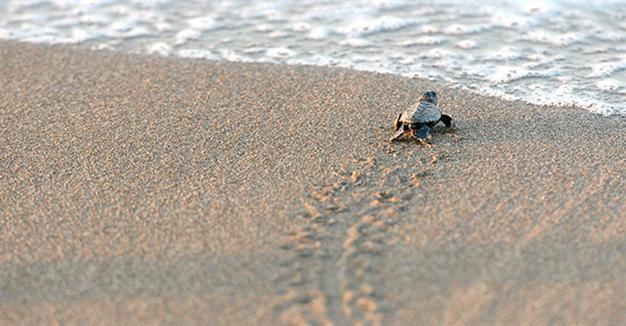Love caretta carettas, but from a distance: Academic