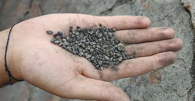 Ancient seeds to be resurrected
