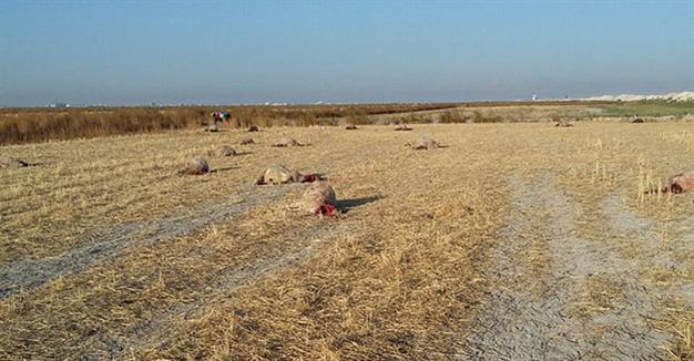 Over 40 sheep dead after poisoning in central Turkey