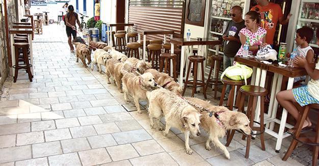 Bodrum’s ‘Golden Gang’