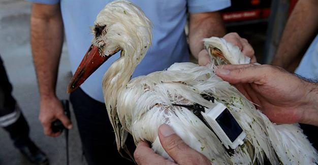 Stork with GPS shot in Turkey