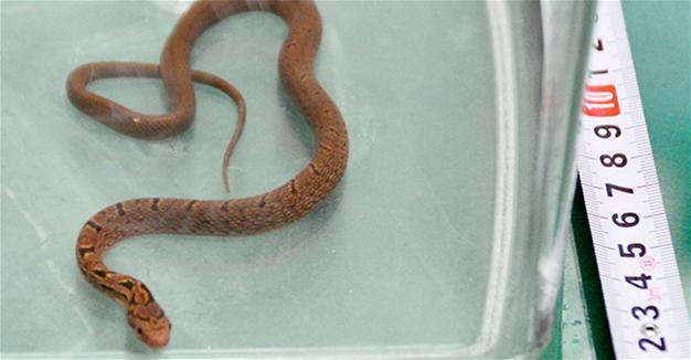 Python wrapped around armrest halts Japanese bullet train