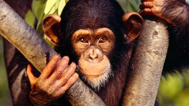 Escaped pet monkey attacks six-year-old boy in Istanbul park
