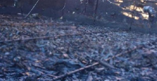 Huge fire burns Kocaeli poultry farm, killing 21,000 chickens