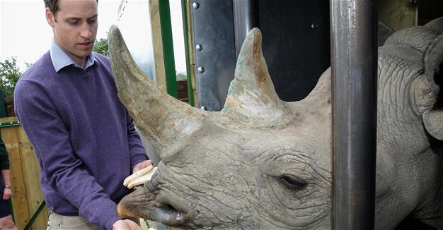 UK group says 2 endangered rhinos have given birth