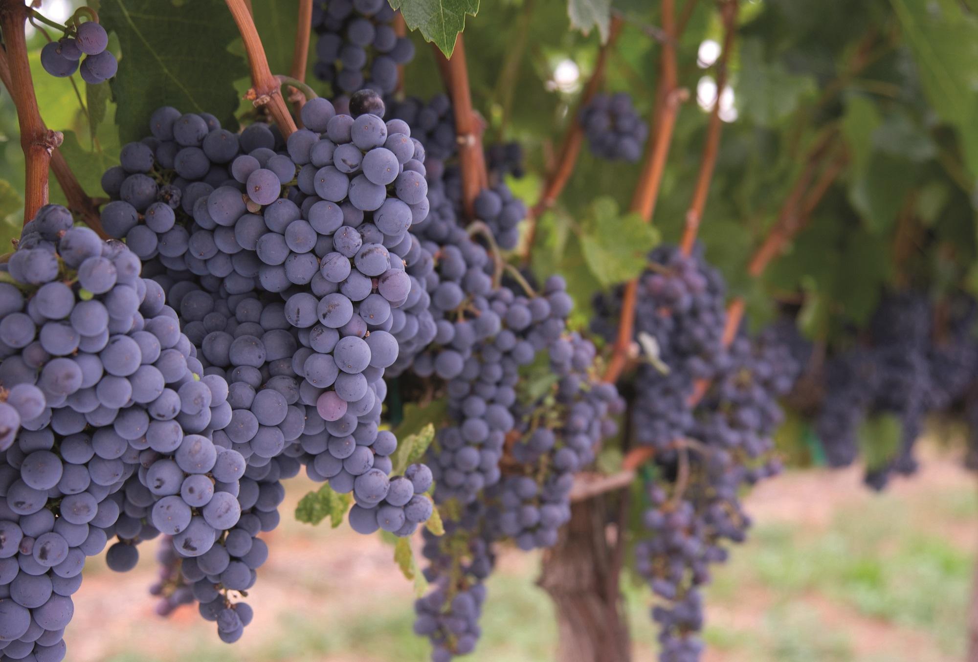 The disappearance of the Turkish grape