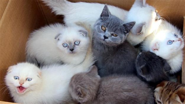 10 kittens illegally smuggled from Bulgaria to be auctioned in Turkeys Edirne
